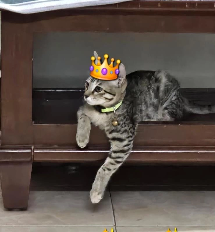 Cleo - RT Nagar, Bengaluru