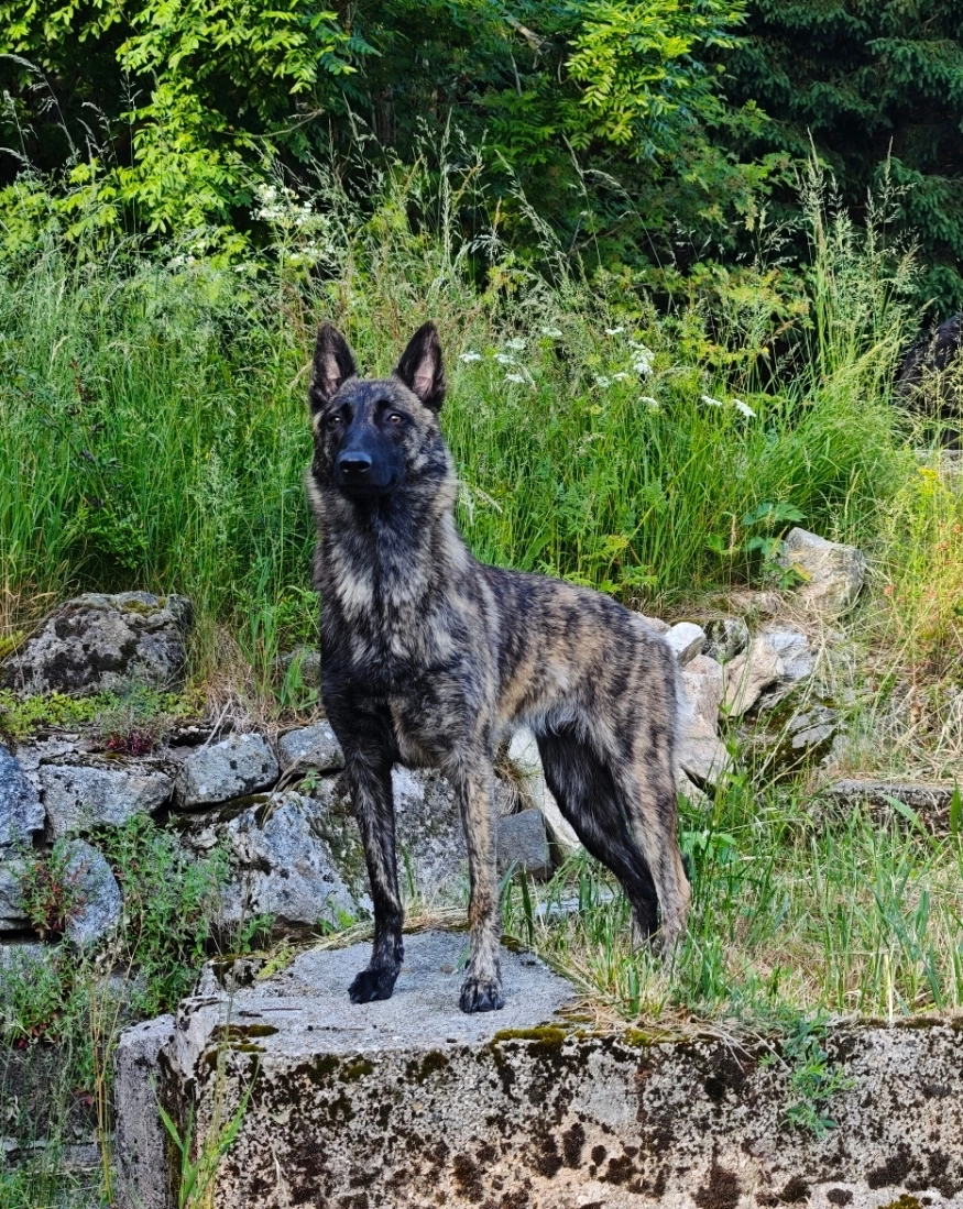 Vixen - Route Des Robins, Châteauneuf-sur-Isère