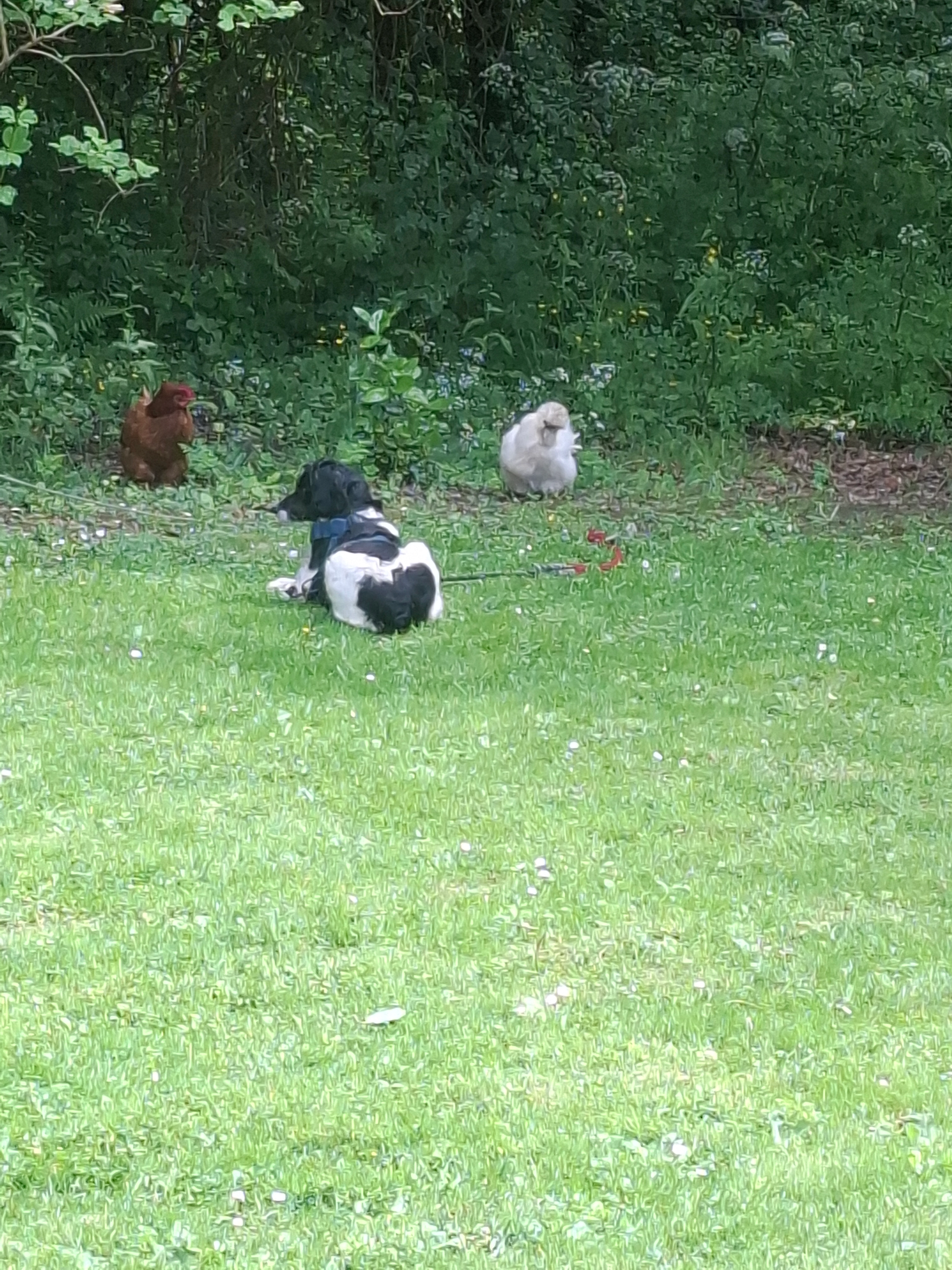 NINA - Route Du Port De L'halbrandière, Saint-Aignan-Grandlieu