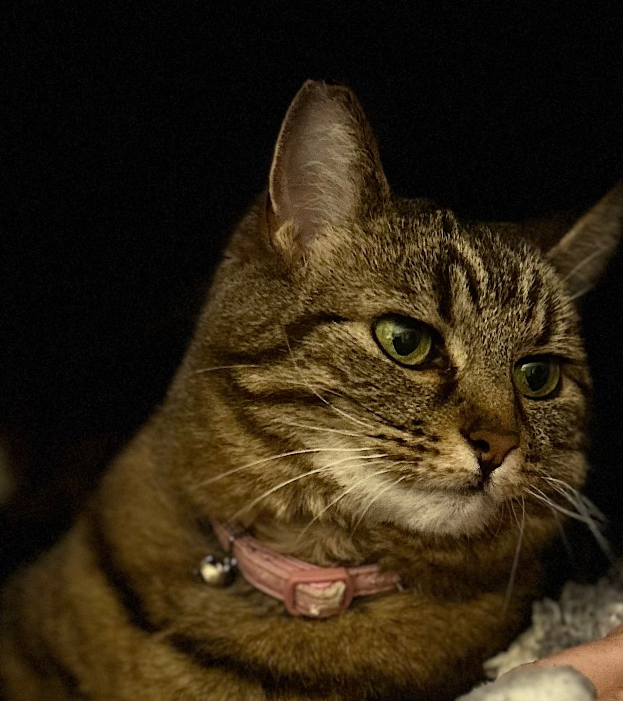 Bella - Fairview Avenue, Aberdeen