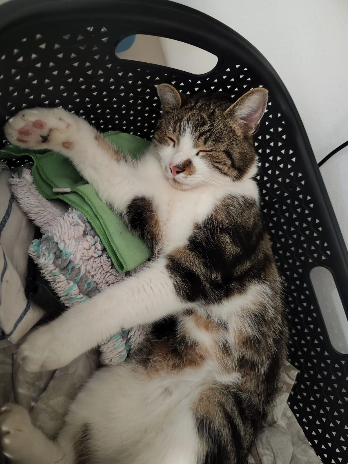 Nacho - Hofwiesenweg 4, Sitzendorf an der Schmida