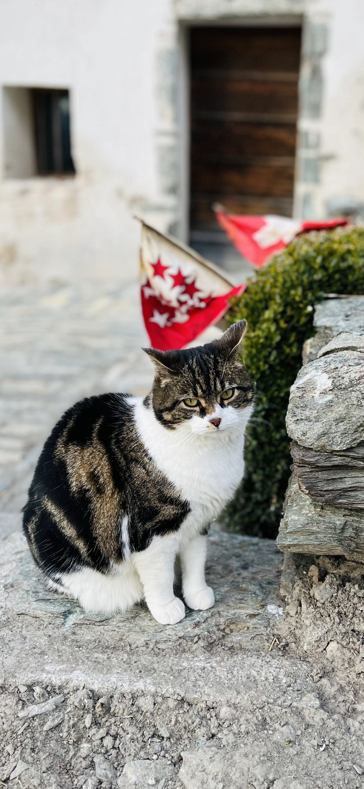 Chiicha - Chemin des Mayens de Sion, Sion