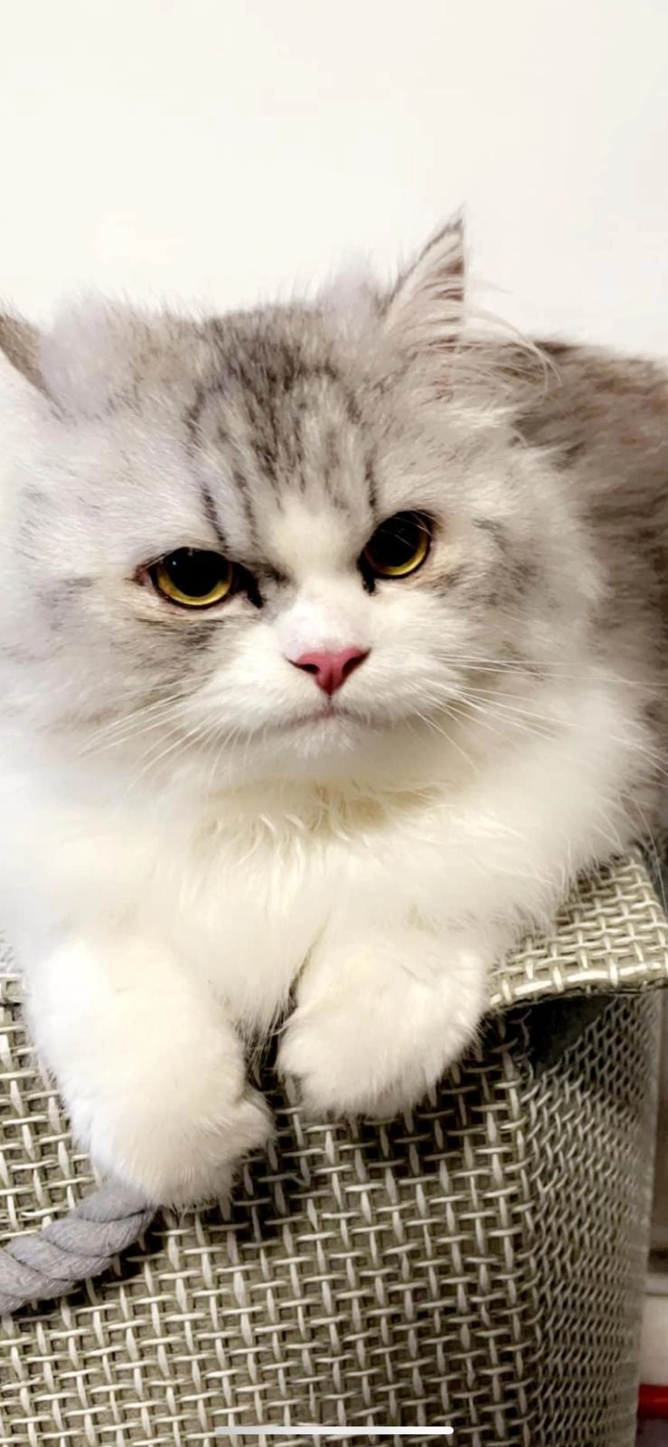 Simba - Longcroft Road, Stevenage