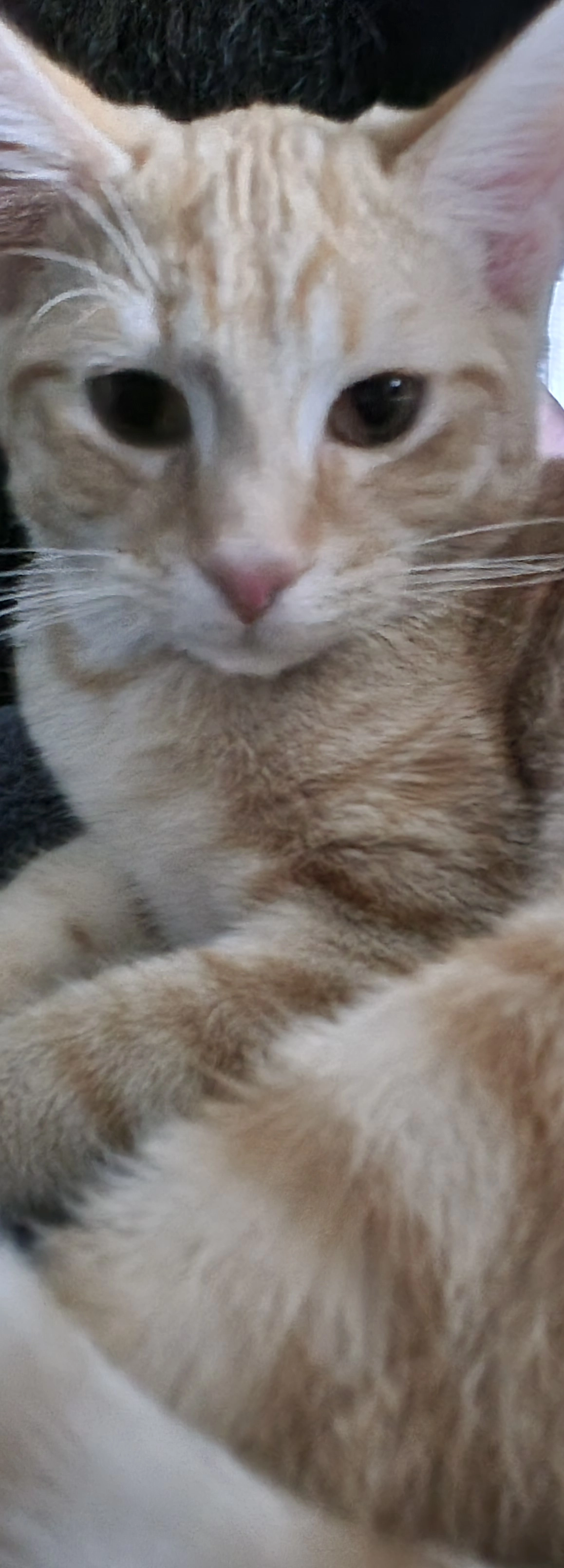 Ginger  - Mayer Street, Stoke-on-Trent