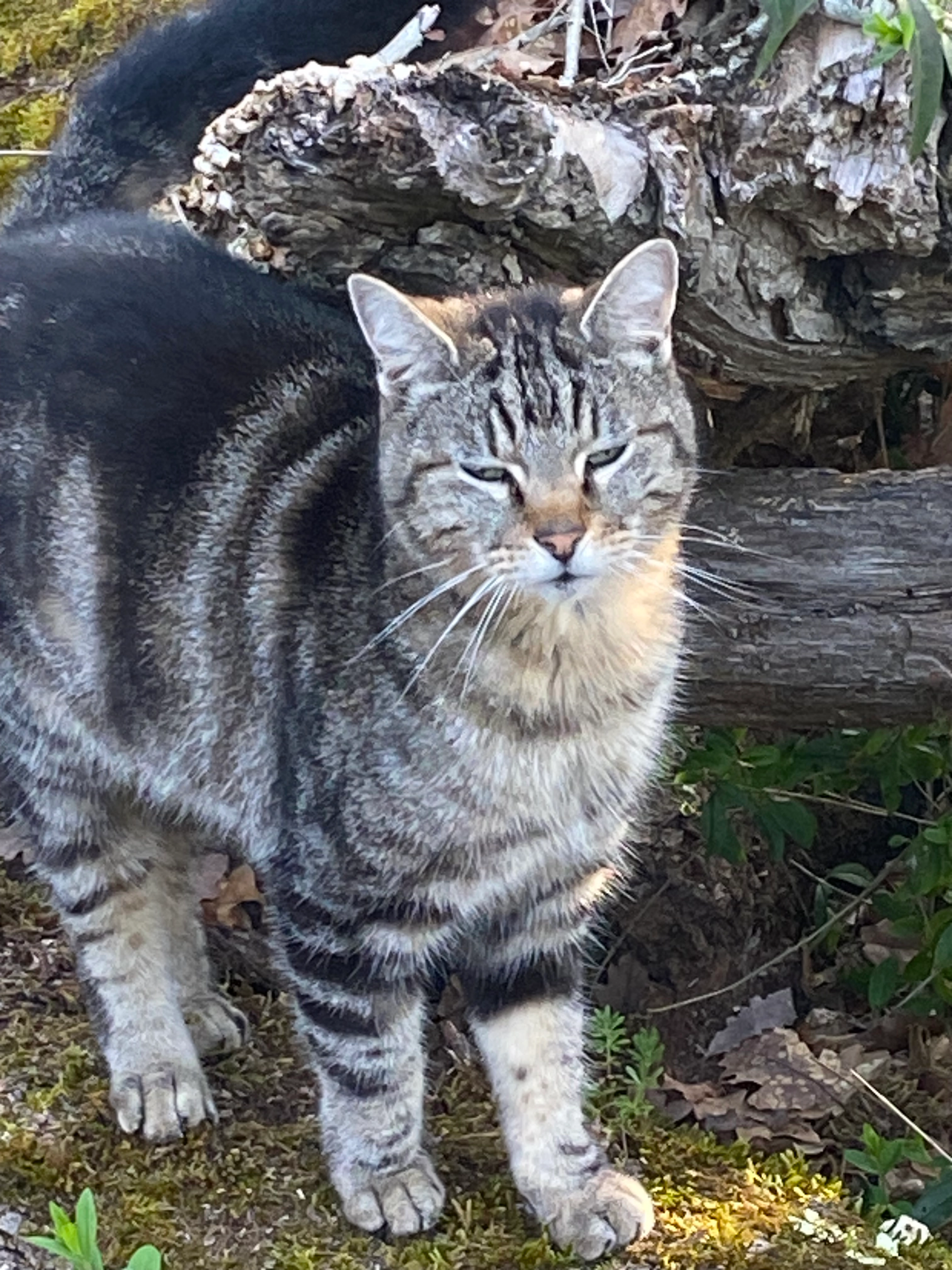 Pacha - Chemin De Coustele, Salvagnac