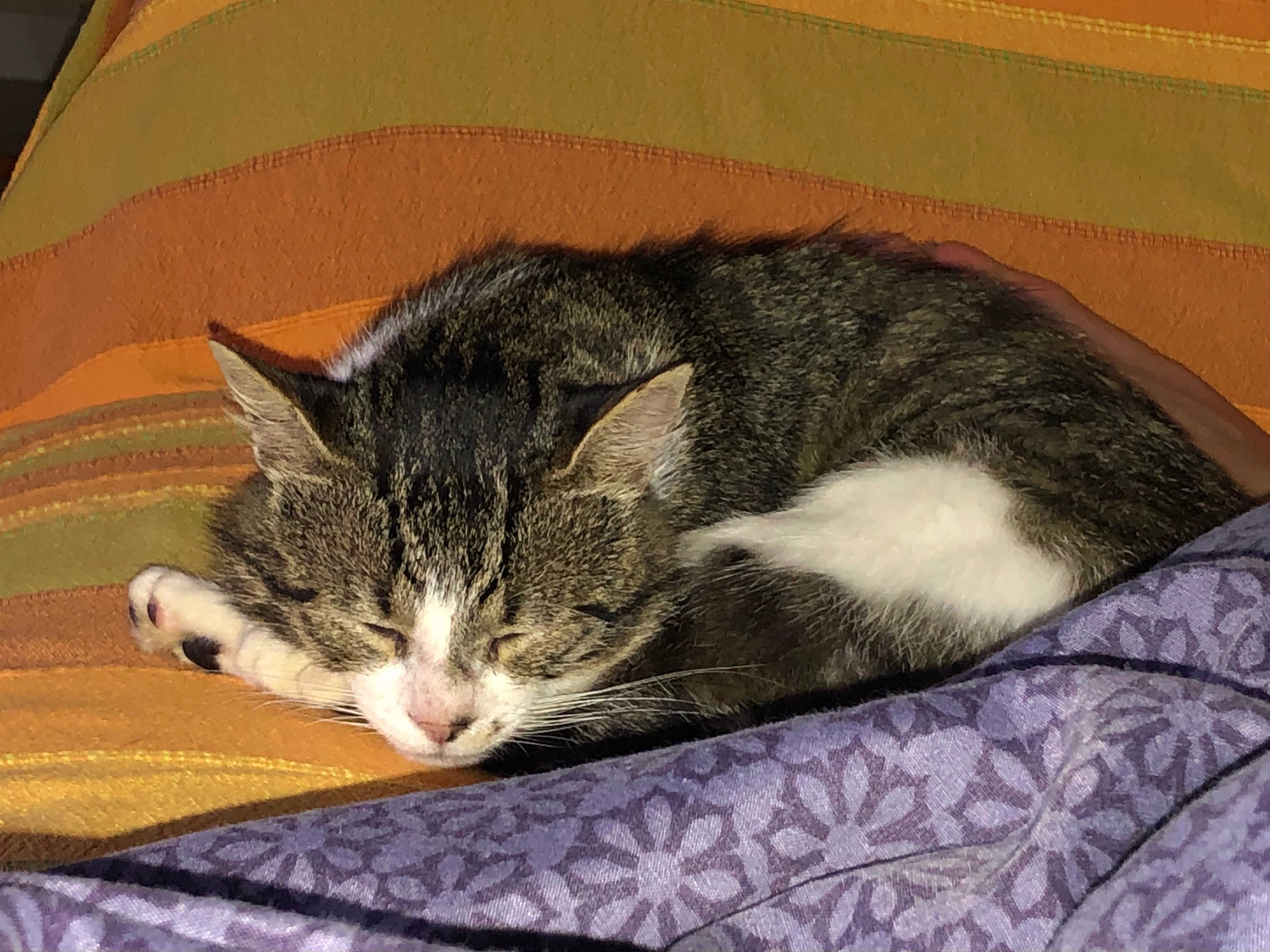 Pop corn - Rue De Pont Coz, Morlaix