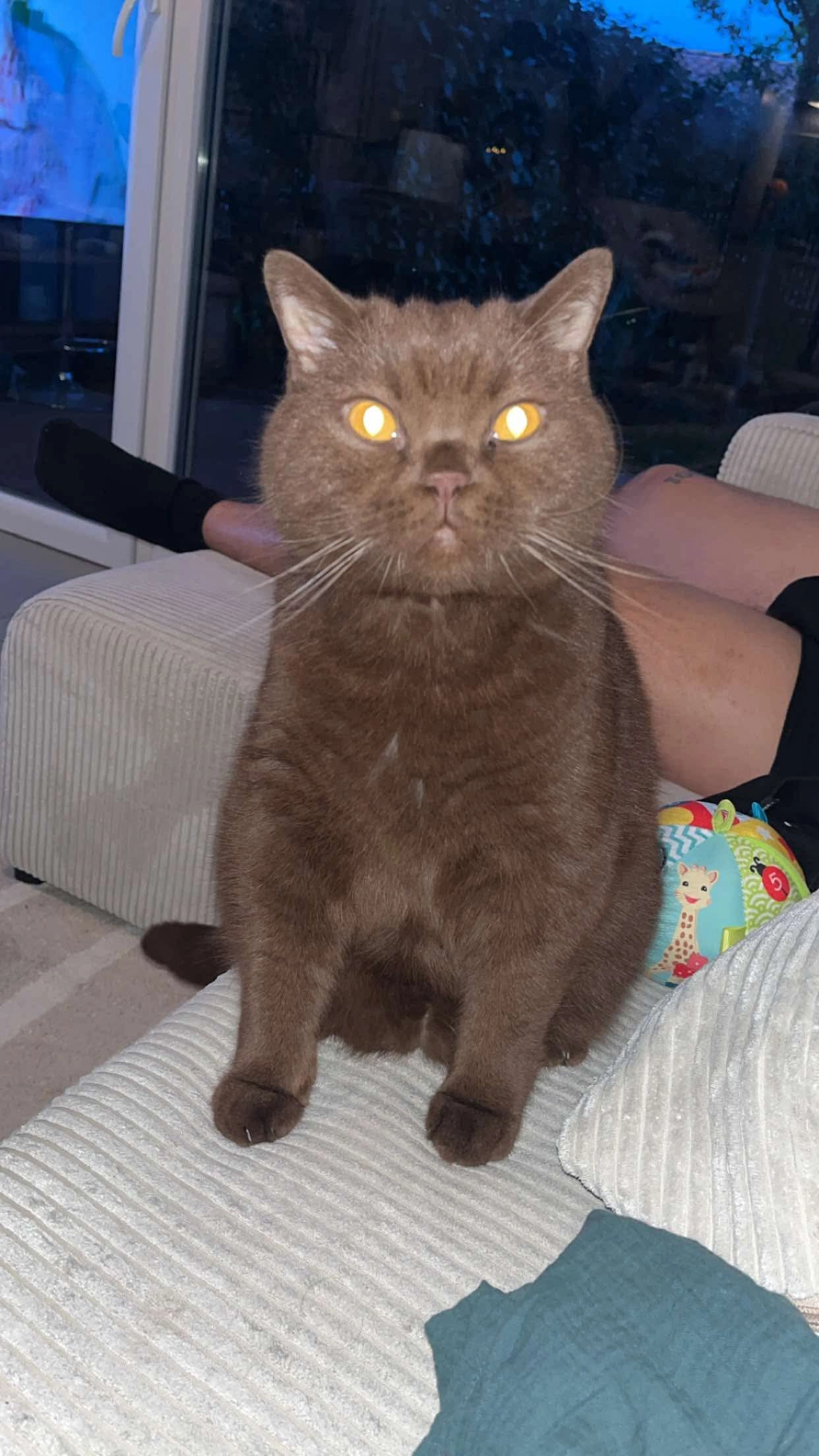 Johnny - Rue de la Fraternité, Mondonville