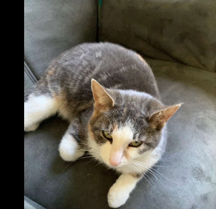 lizzy - Samhällsvägen, Fredriksdal