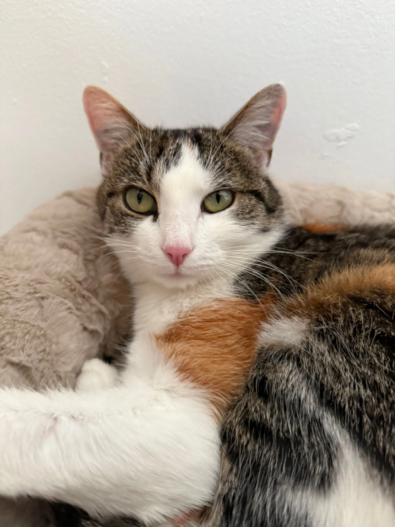 Mila - An Der Schäferwiese, Günzburg