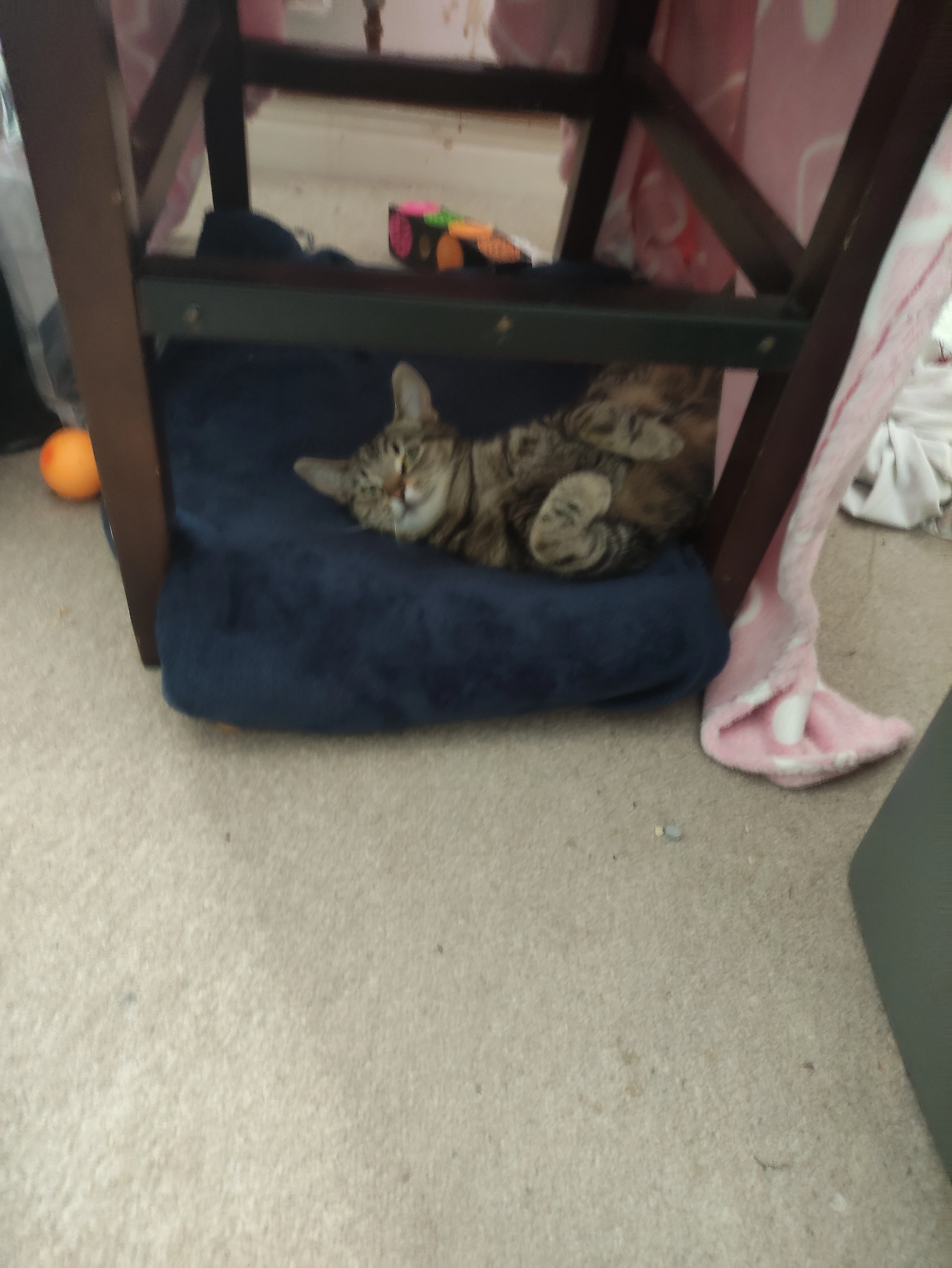 Chloe - Chester Road, Aldershot