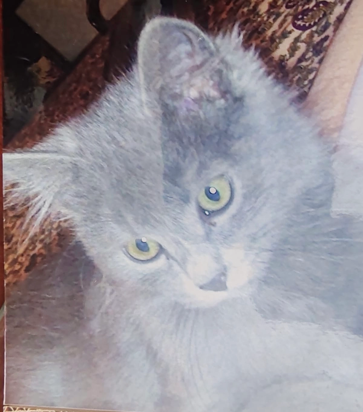 Churi - Calle del Manzanedo, 27 , Villanueva de la Serena