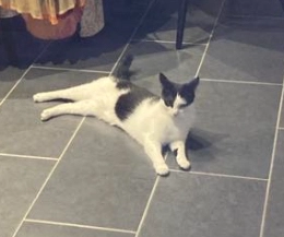 Pucy - 13 Rue des Mimosas, Rochefort