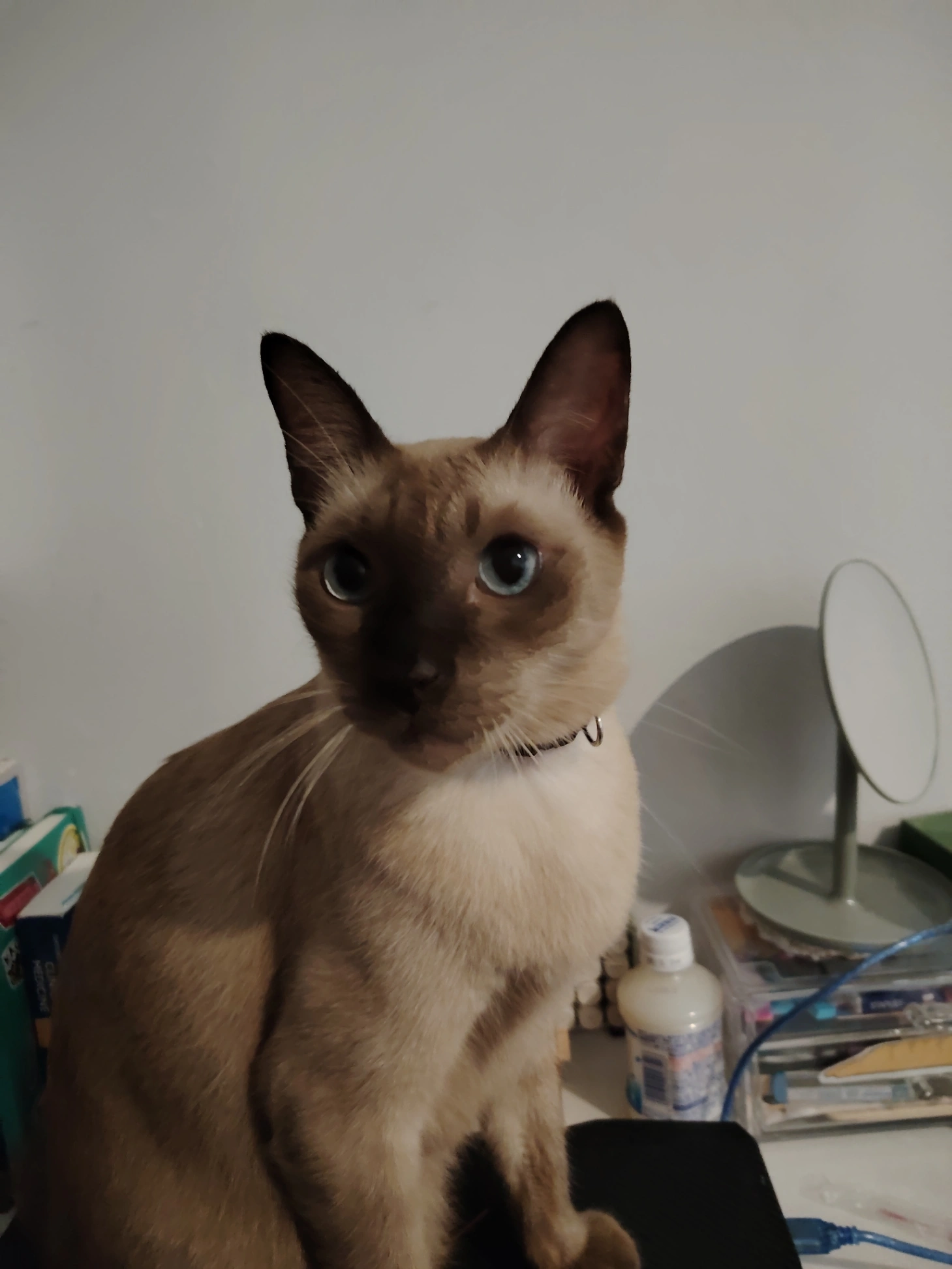 Dante - Jalan SS1/1, TTDI Jaya