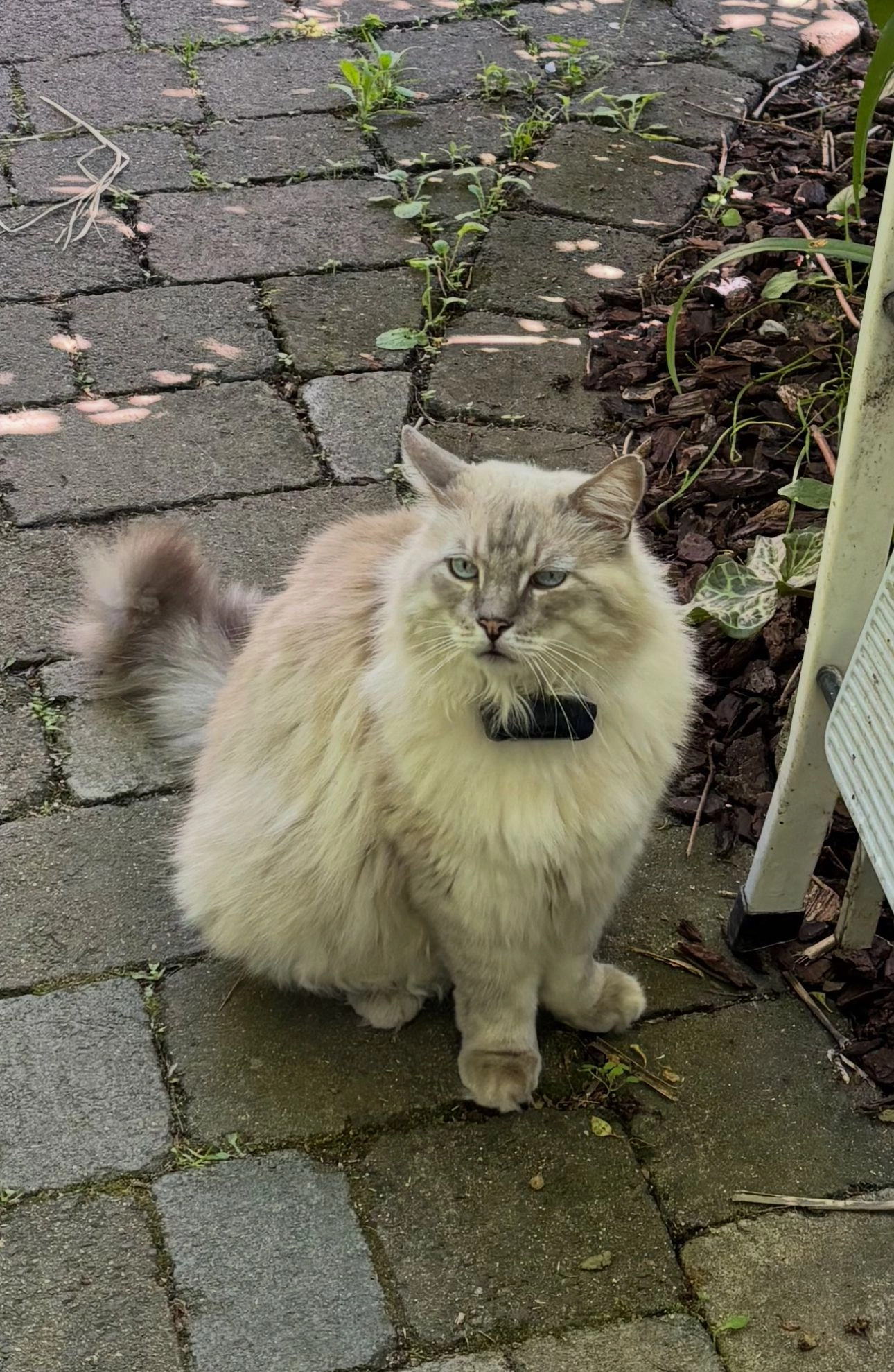 Thiago - Landwehrweg, Rheurdt