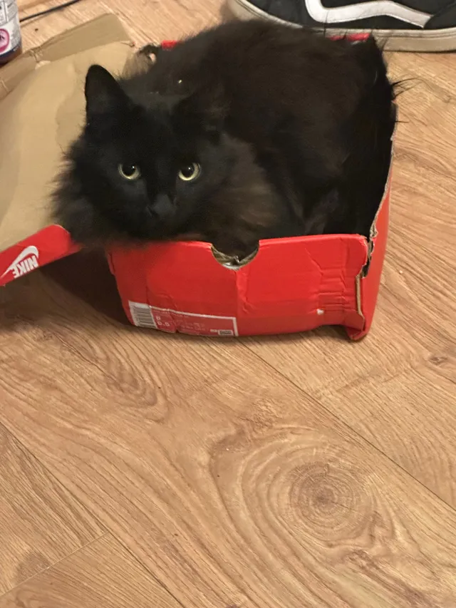 Coco - Gibbons Avenue, St Helens