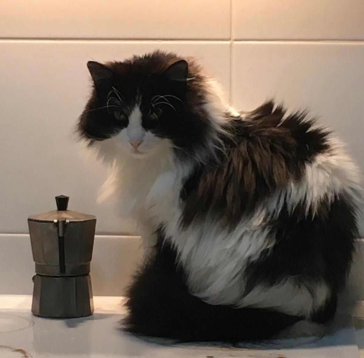 Missing Cat - Ulica Viktor Igo, Skopje