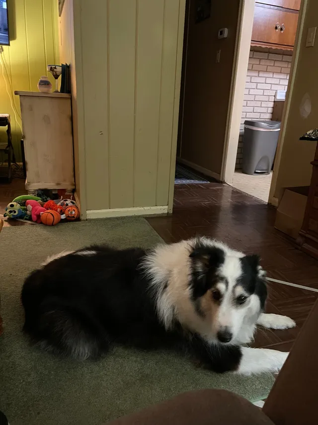 Oreo - 1406 Cass Ave, Evansville