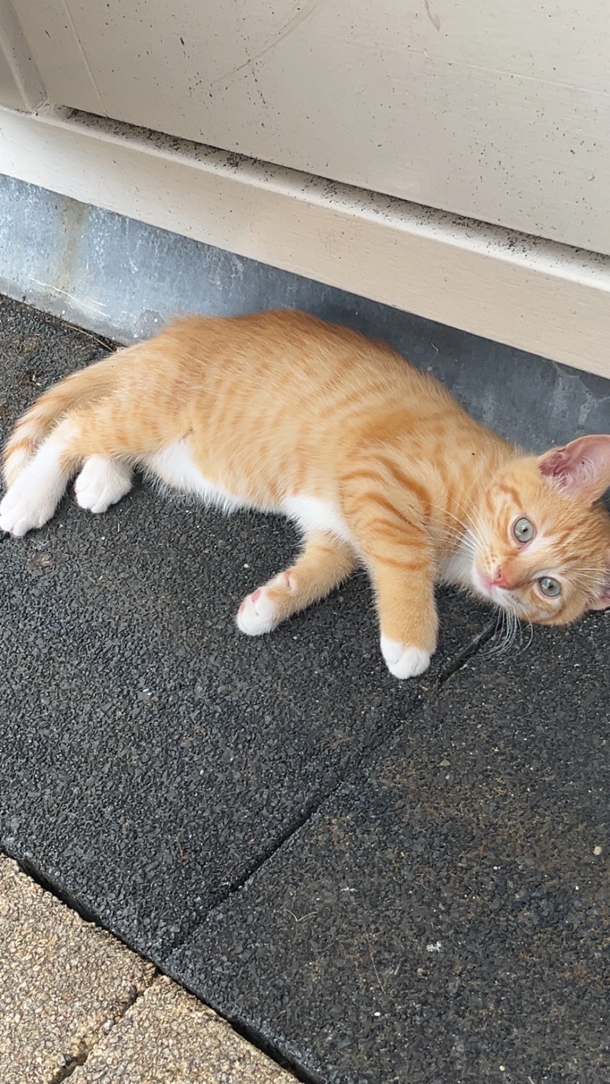 Simba - Westzijde, Zaandam