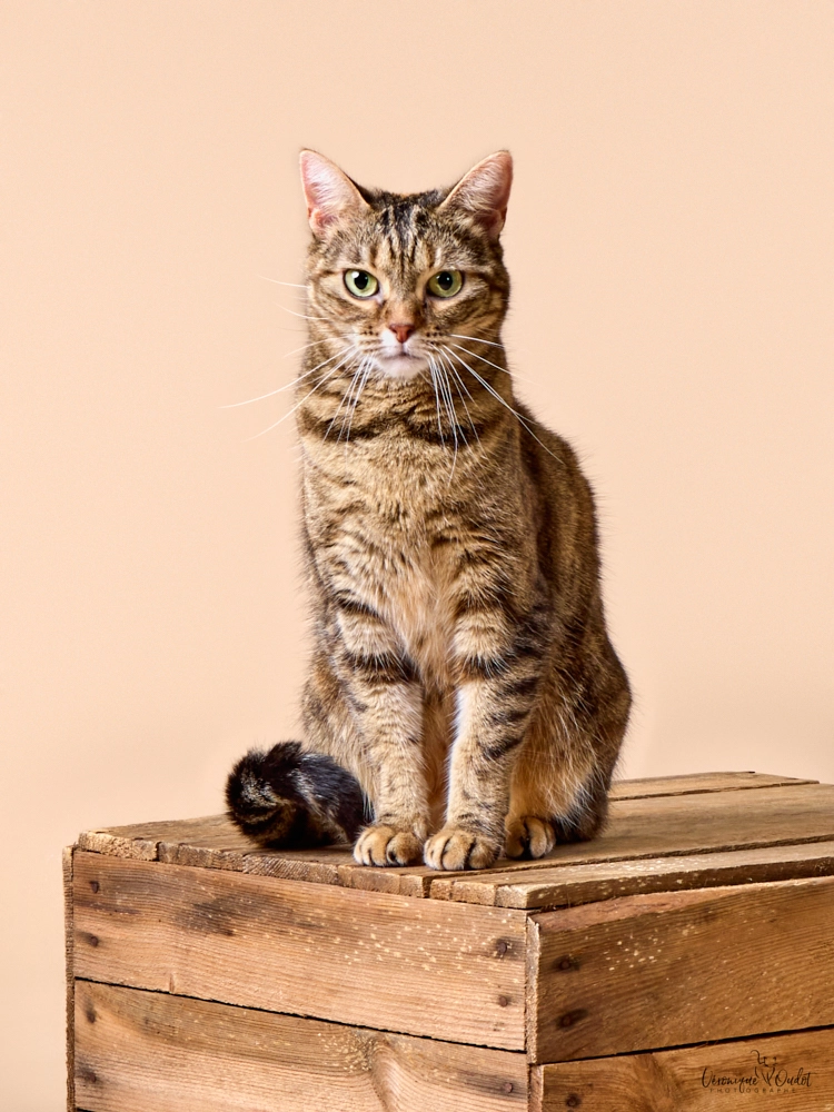 Pitchouli - Rue Du Marais, Le Molay-Littry