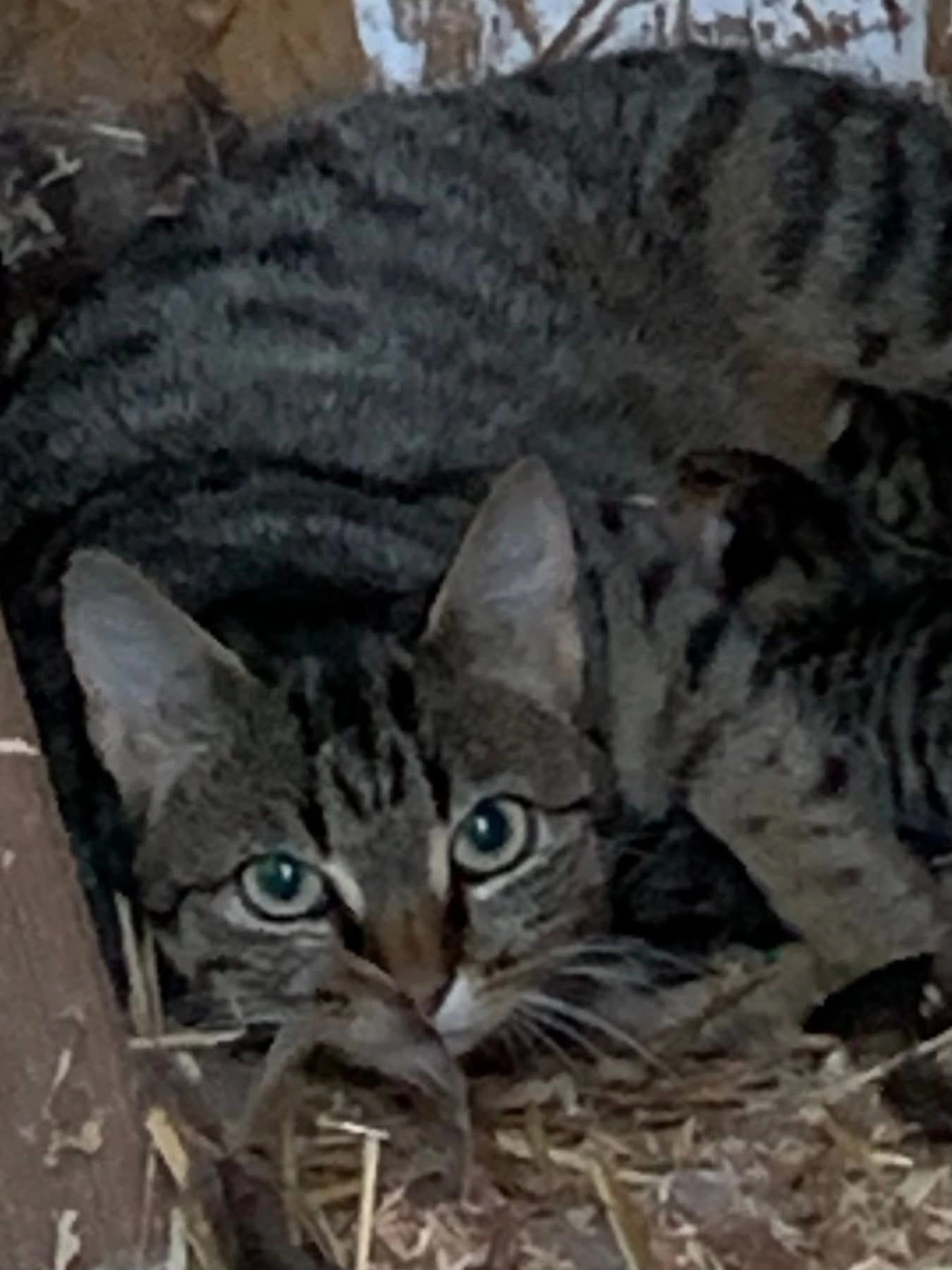 Käthe - Südende 10, Vaalermoor