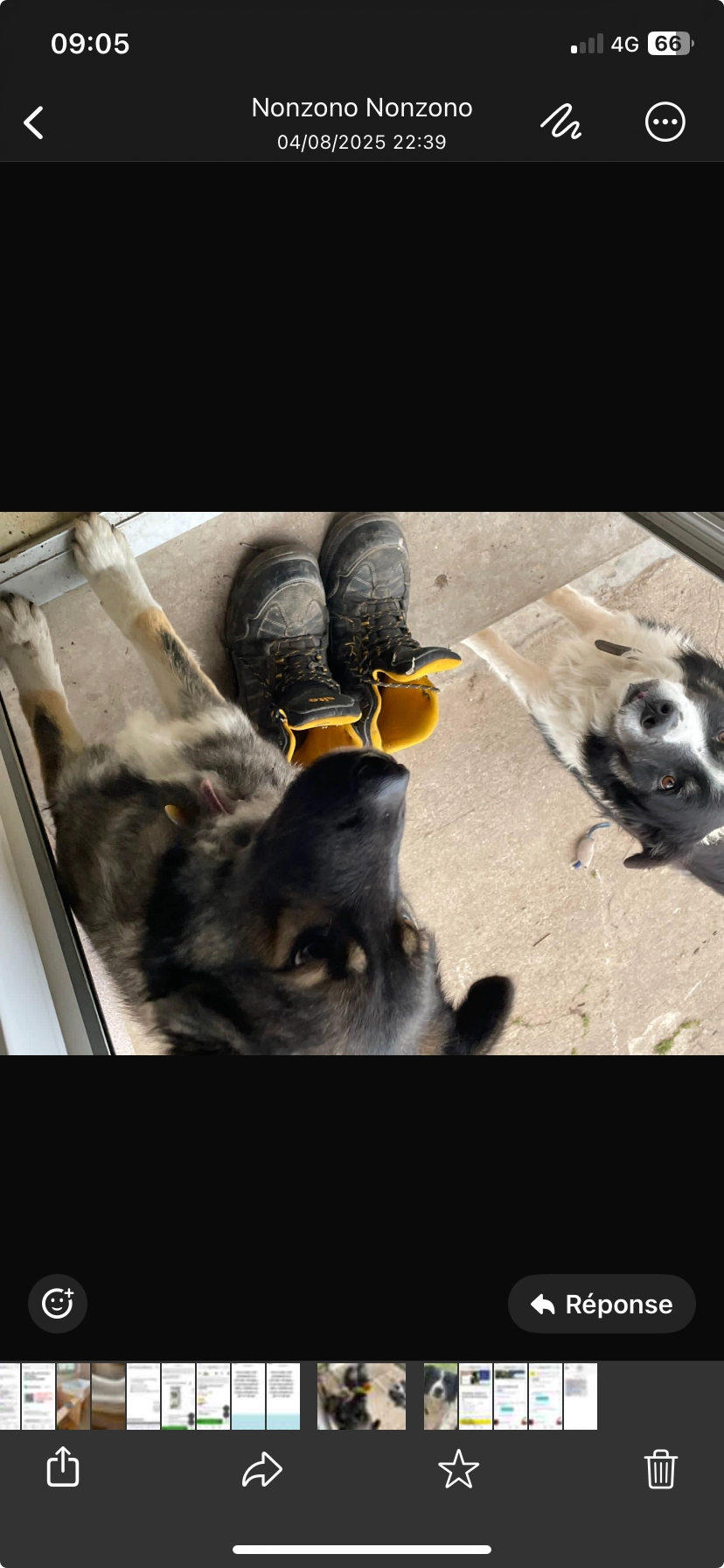 Tsuki et Loulou  - 940 Route de Joux, Noailly