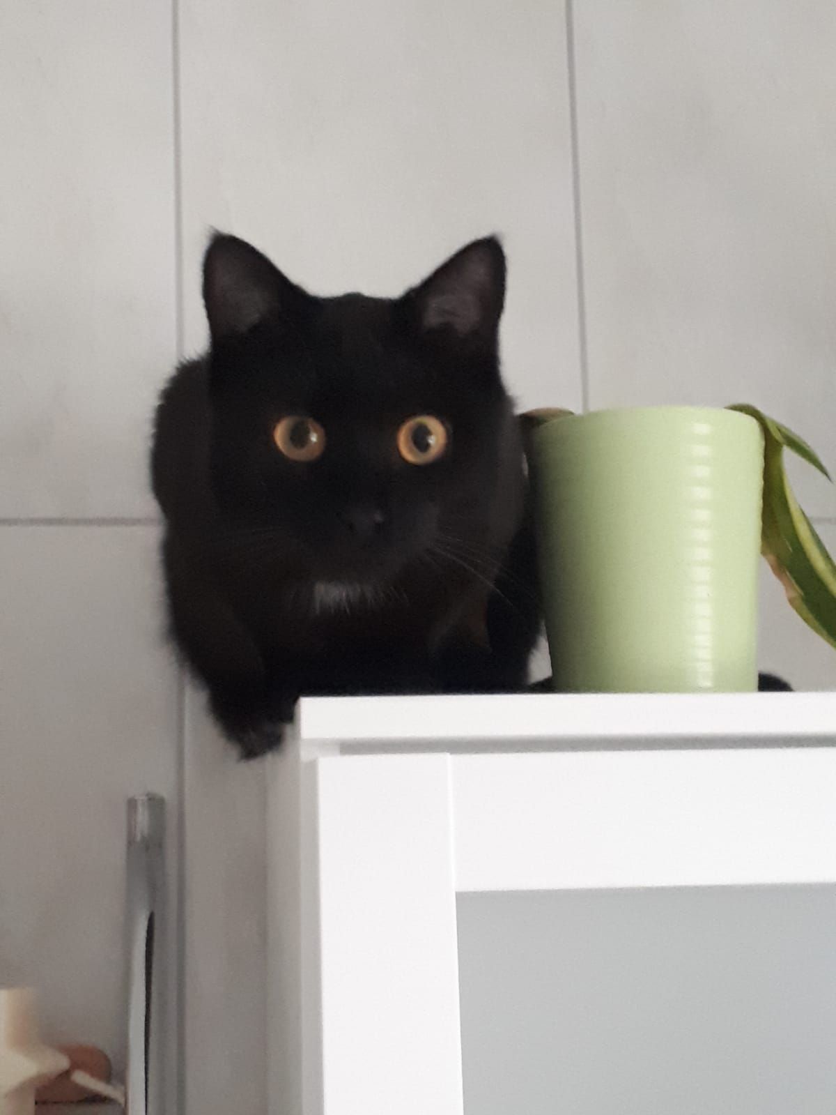 Nala - Walter-Schönheit-Straße, Saalfeld/Saale