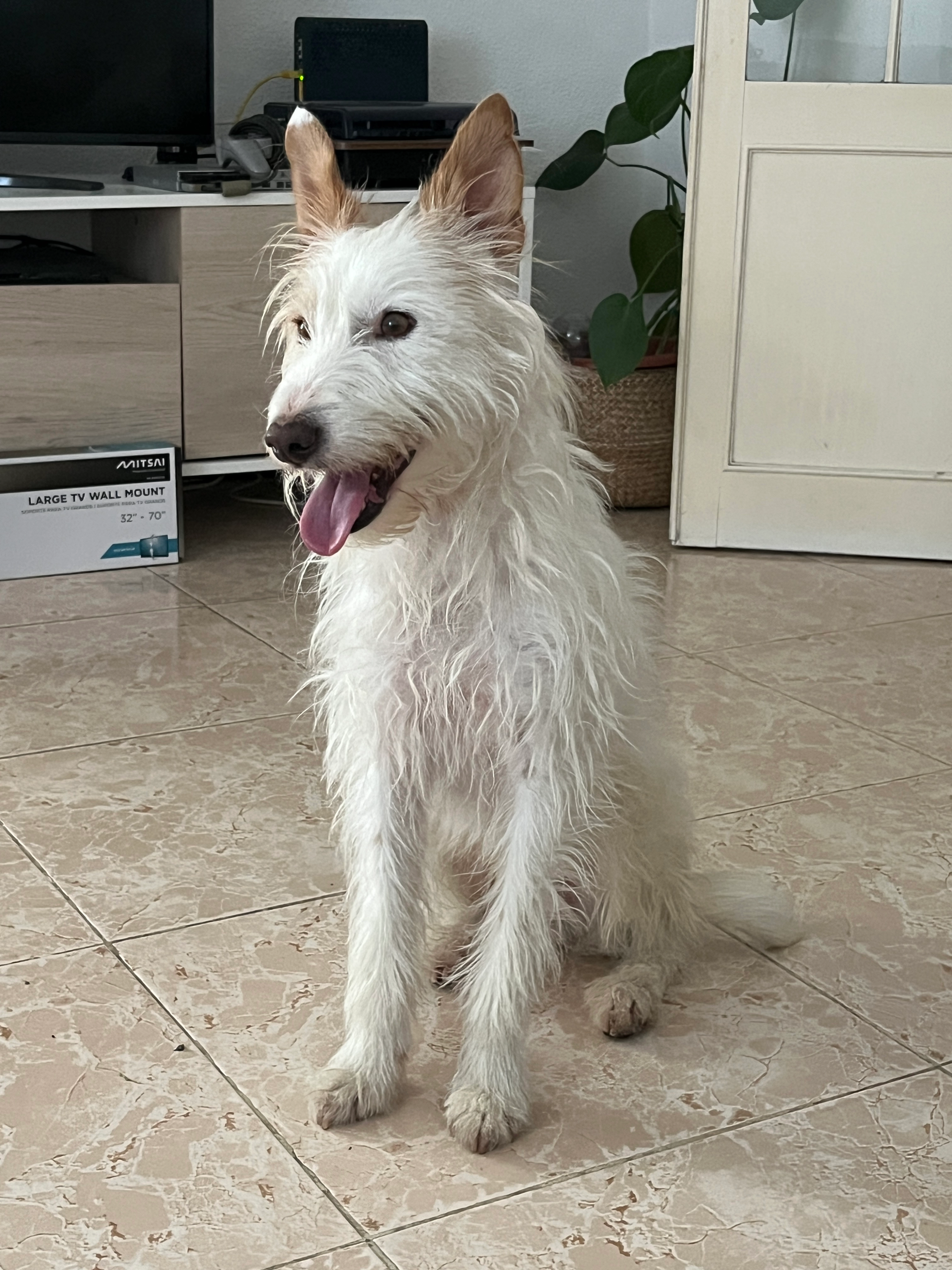 Pirata - Praça São Francisco de Assis, Lisboa