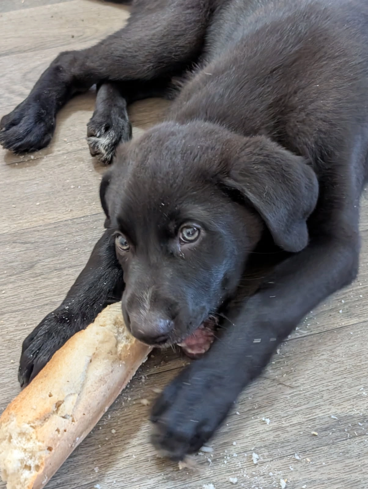 Aristote  - 34 Avenue Théophile Briant, Saint-Malo