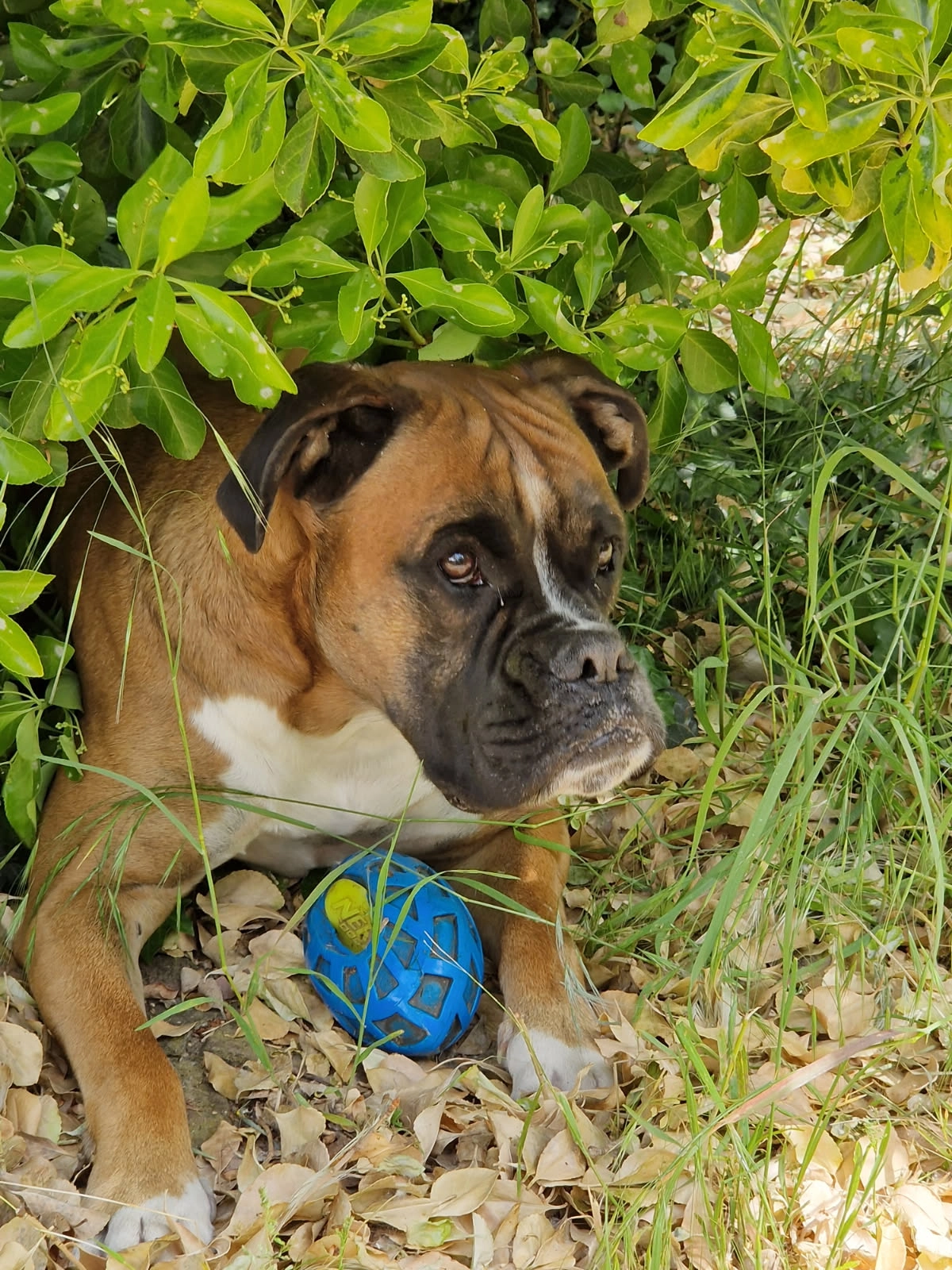 Txixx - 10 Voie Communale Ingersheimerweg, Colmar