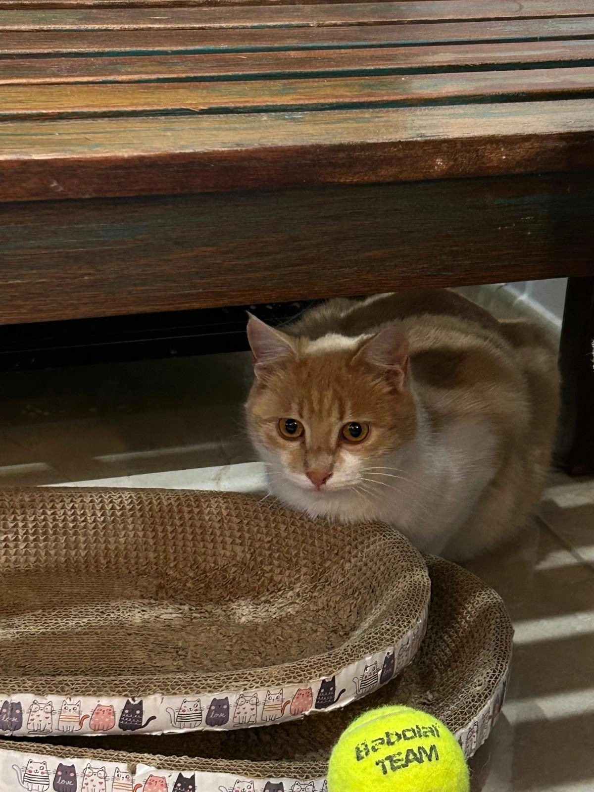 Zuma - Impasse de l'Arquebuse, Gex