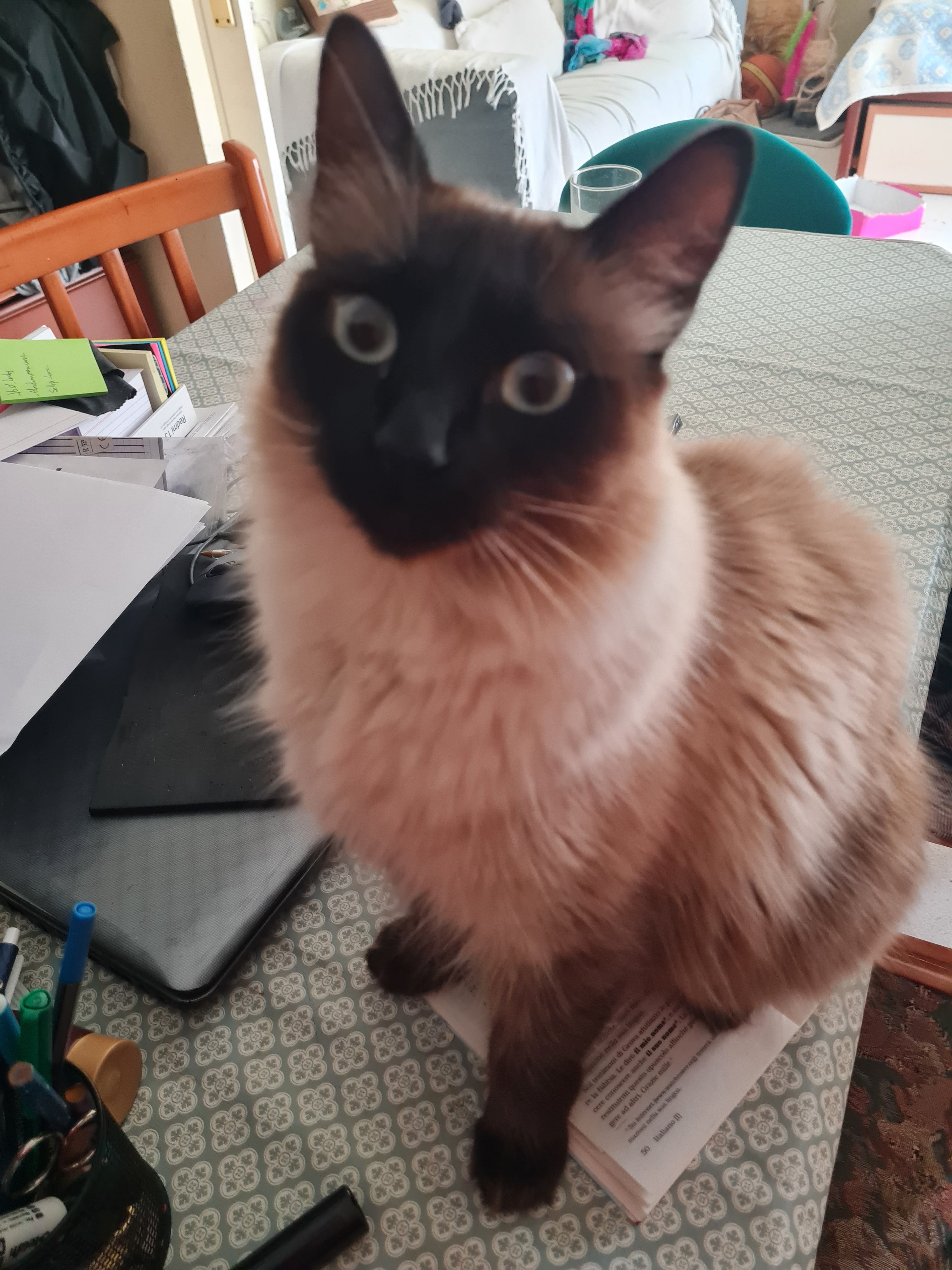 Kay - Camí de la Creu 10, Sant Cugat del Vallès