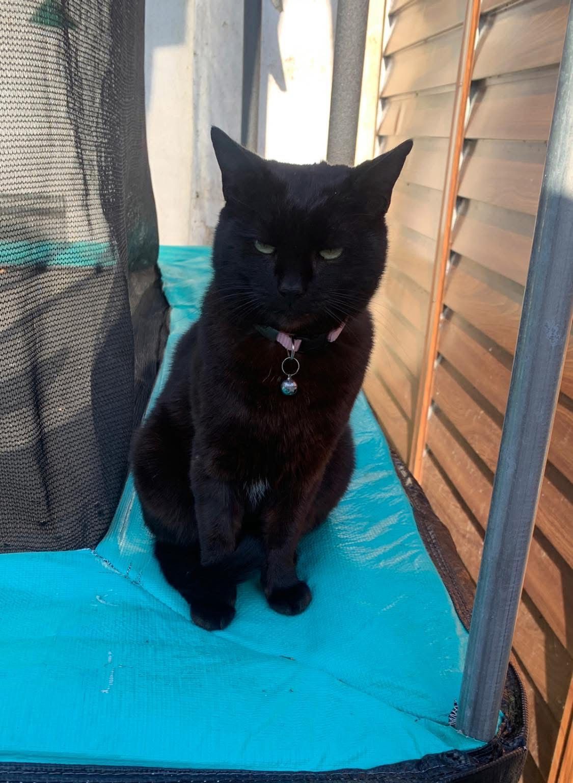 Shaggy - Bishopsland, Kildare