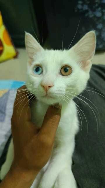 Riha - Tc Palaya Road, Bengaluru