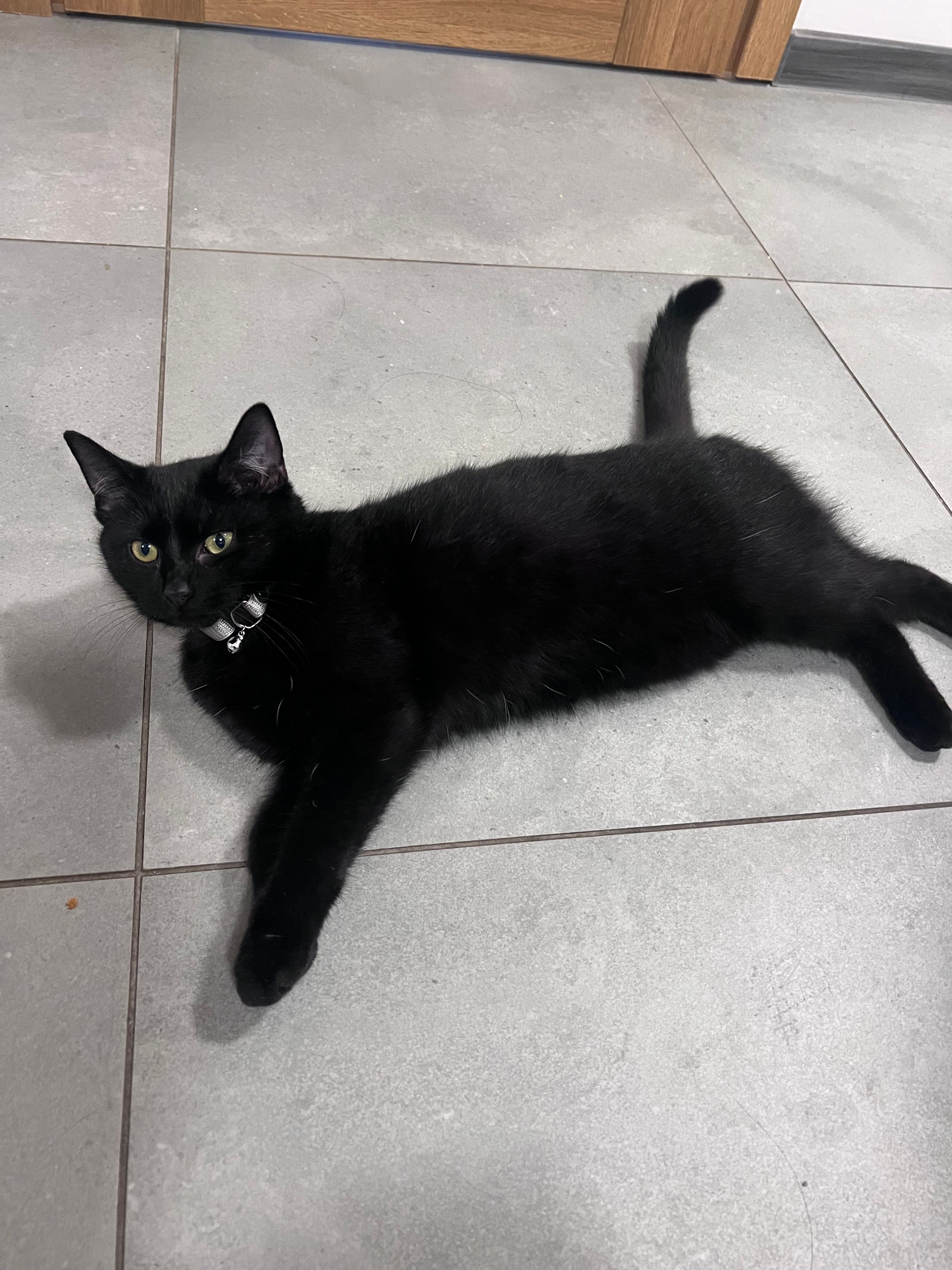 Katty - Regis, Bochnia