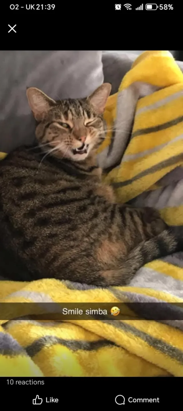 Simba - Monks Haven, Stanford-le-Hope