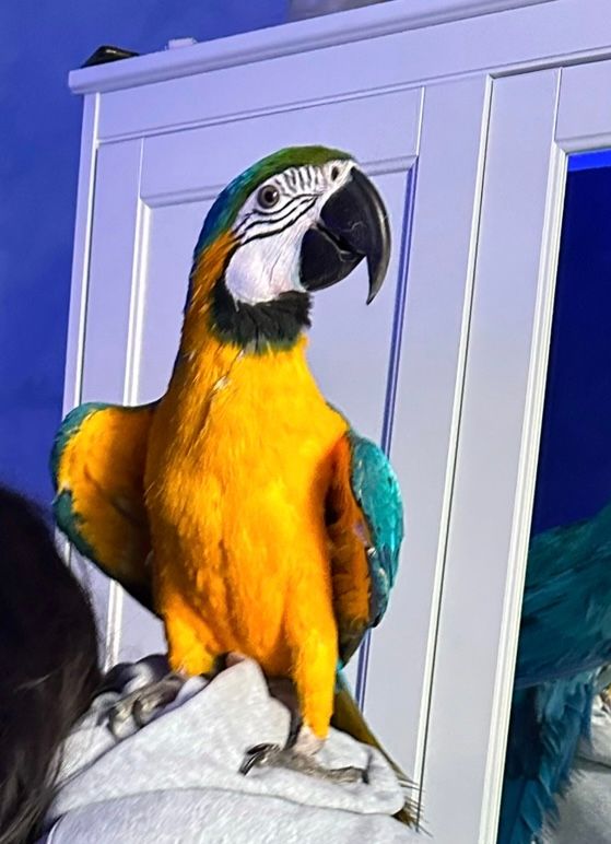 Koko - Rue Boulevard Blanqui , Troyes