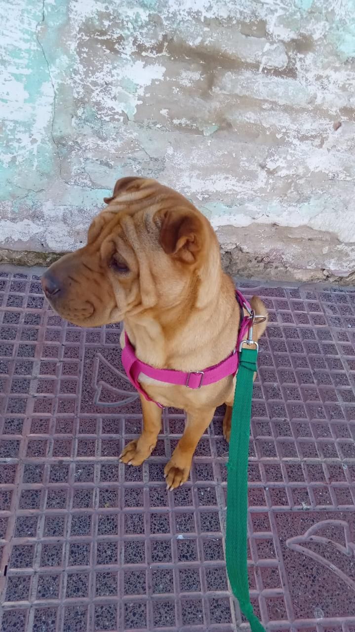 Roma - Sv-52, Madrid