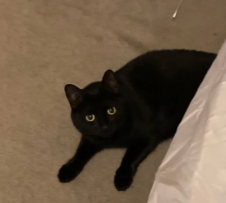 Missing Cat - Hop Row, Ely