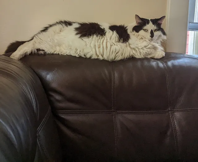 Oreo - 150 Ratcliffe St, Fall River