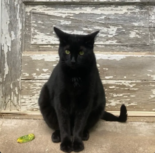 Freya - Butz St, State College