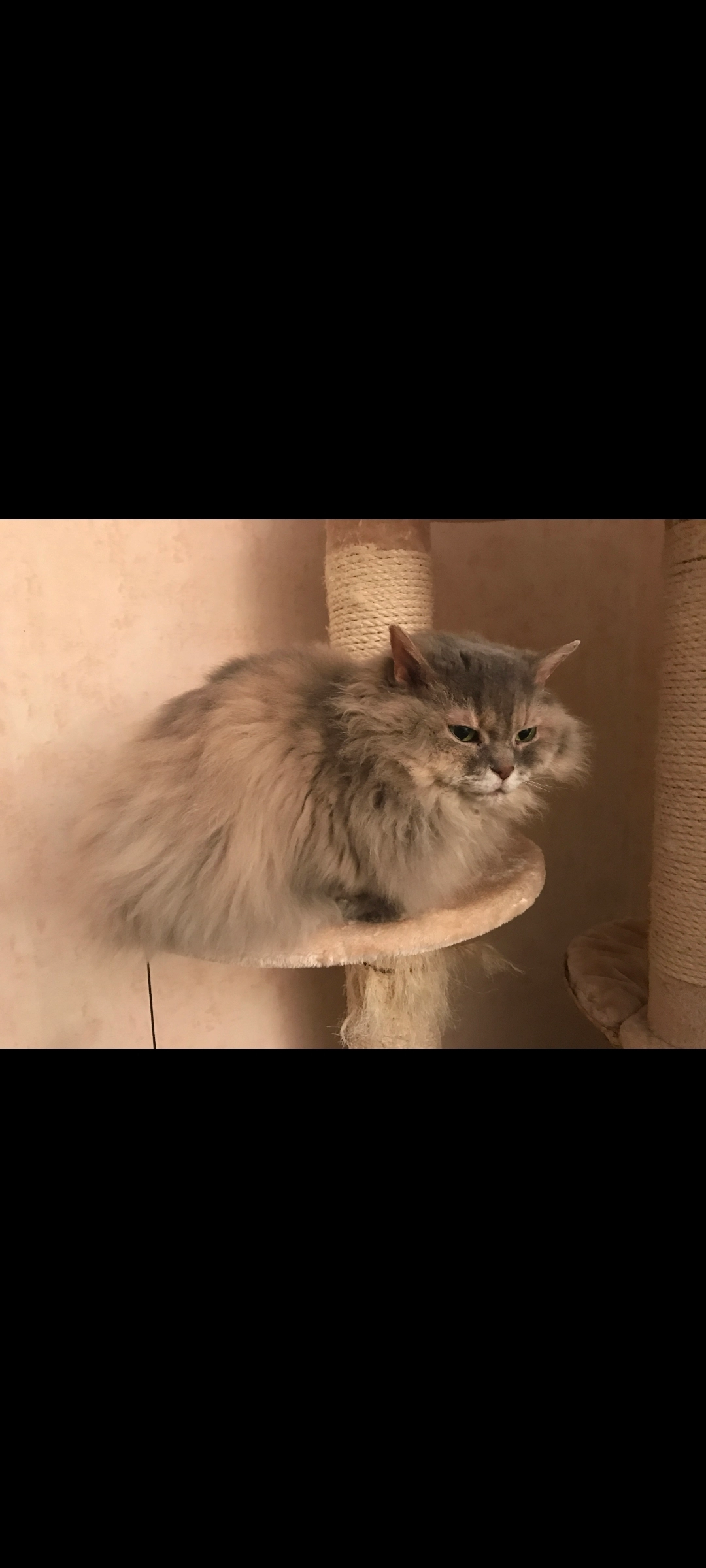 Lilly - An der Lake, Falkensee