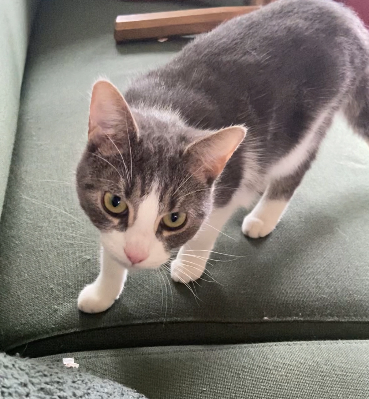 Dior - Groenendaal, Groningen