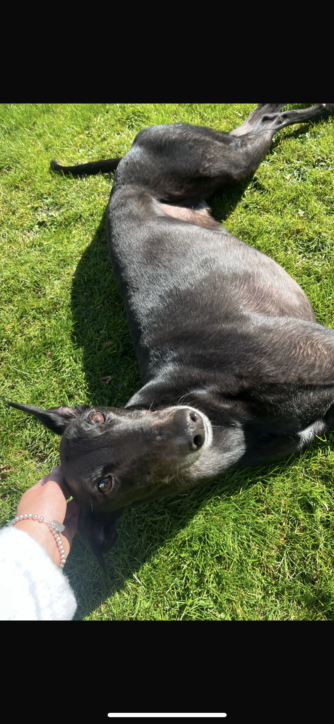 Harry - NR12 8, Norwich