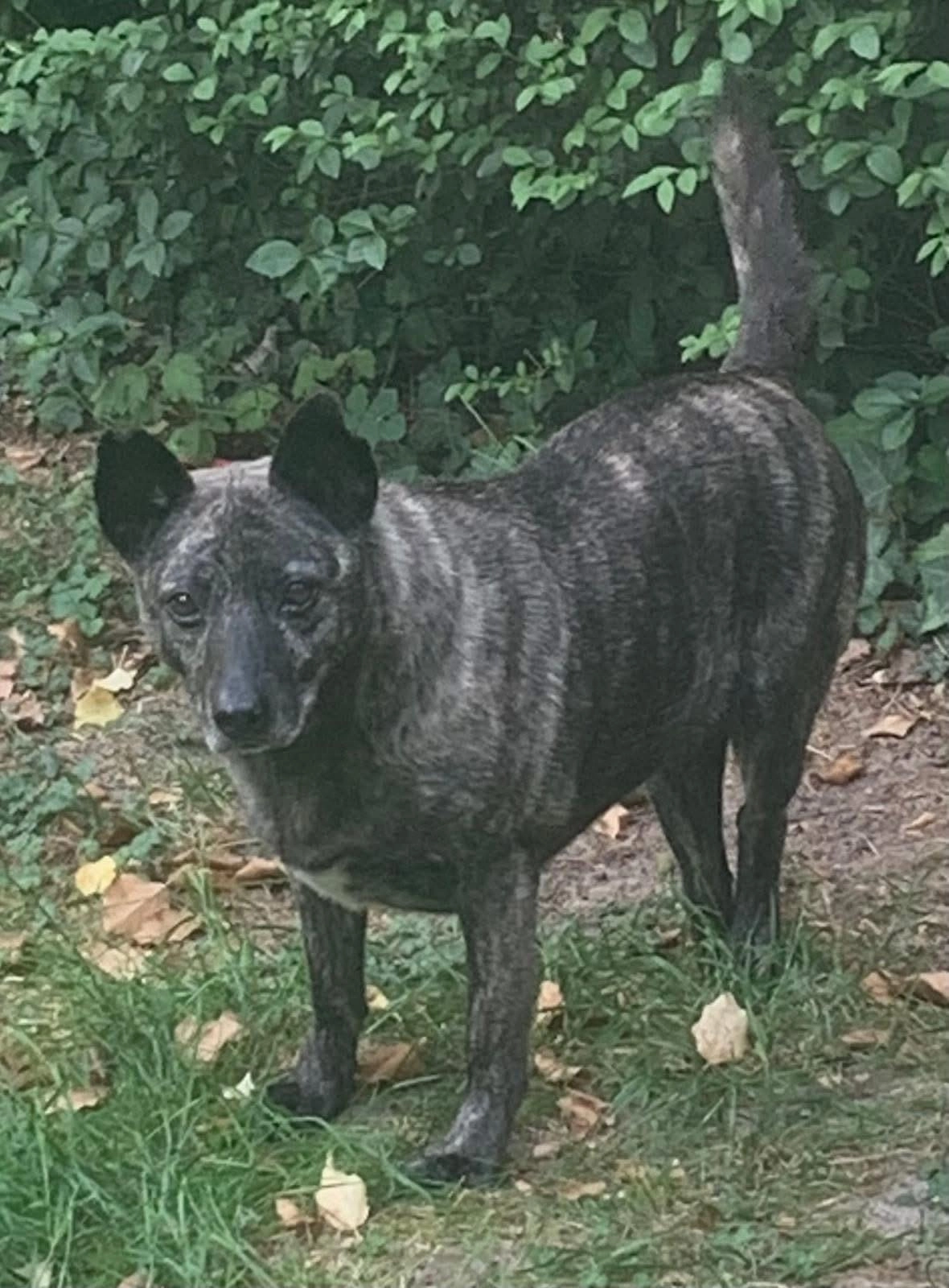 Xiao hu - Terspoutland, Overijse
