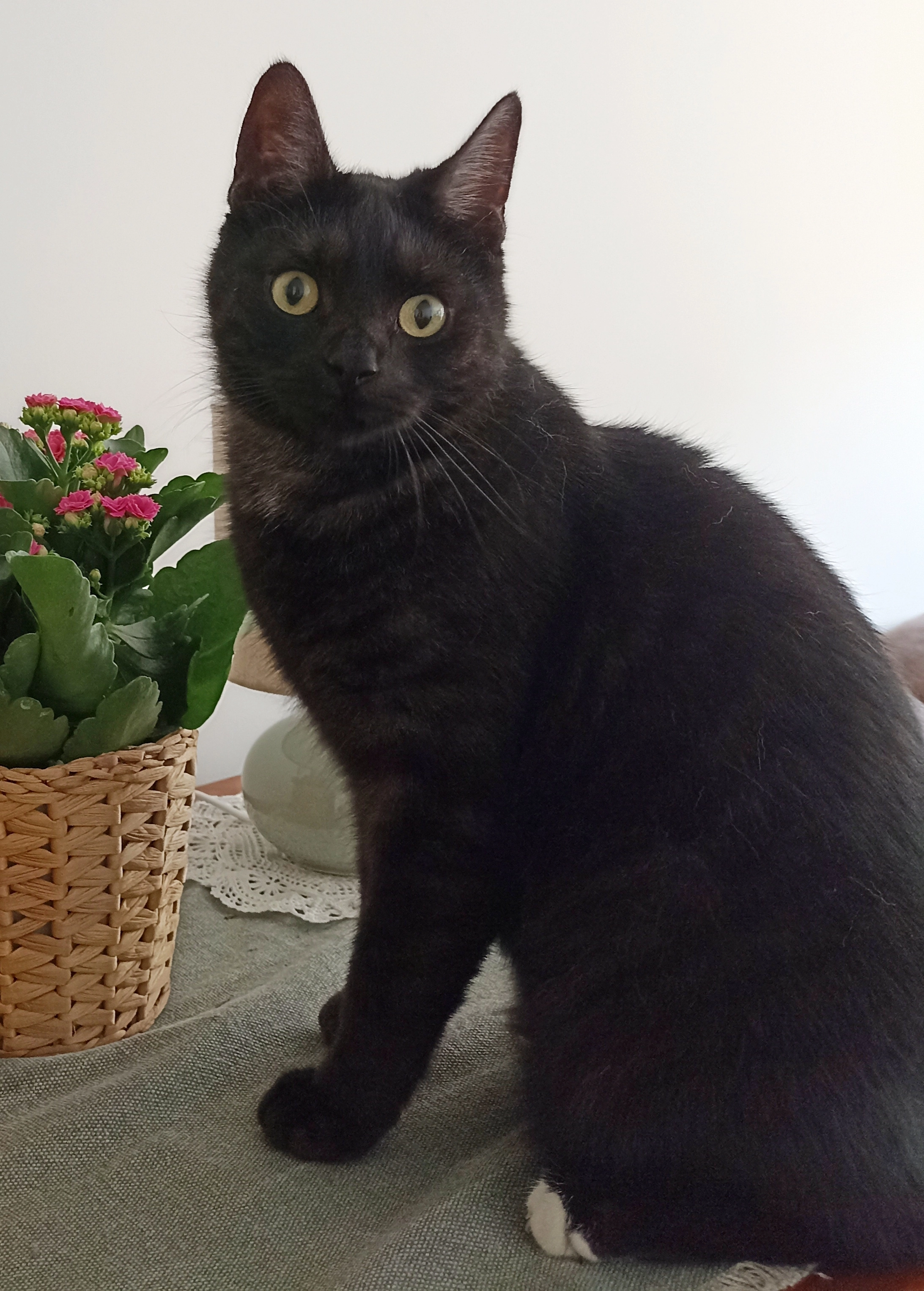 Yogi - Bellova, Košice