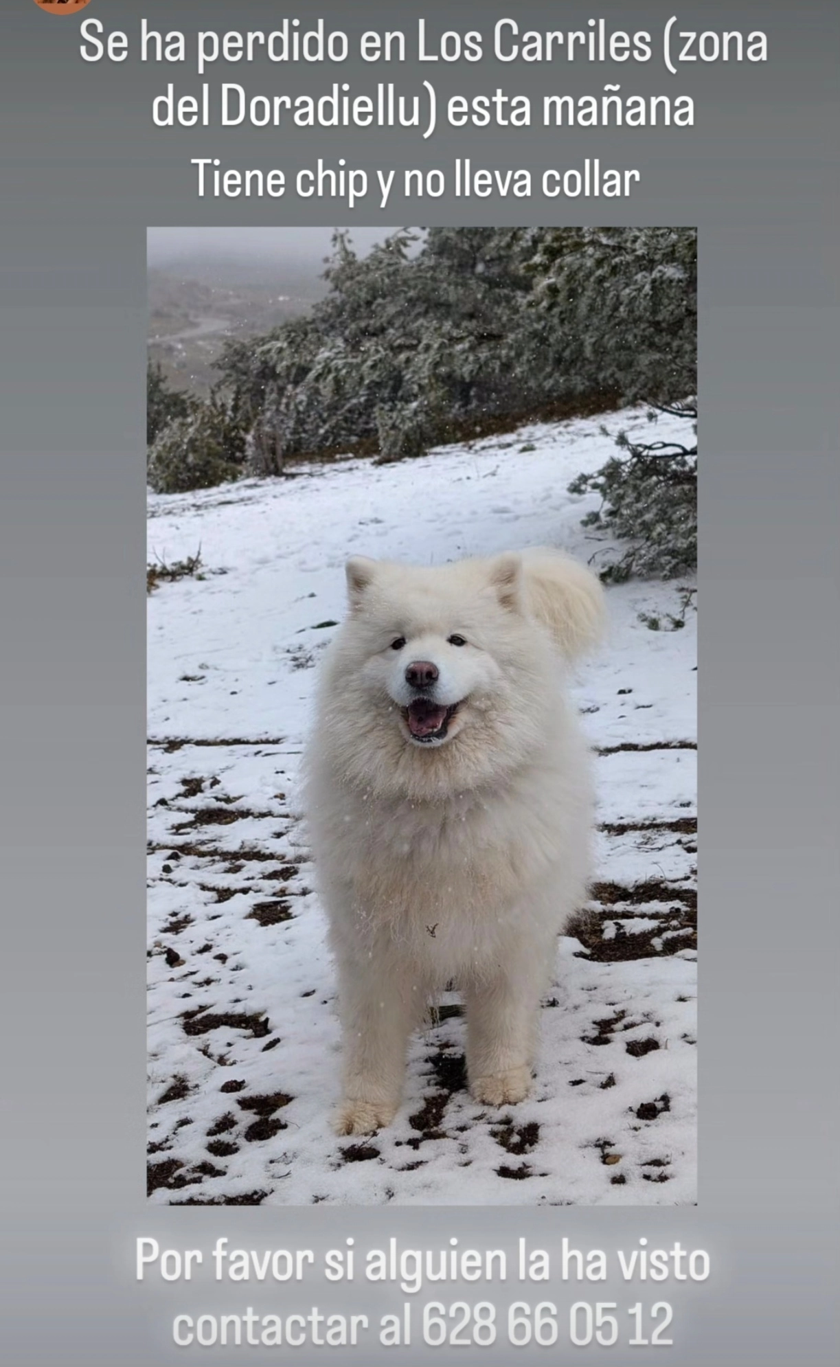 Freya - Lugar Carriles, Llanes
