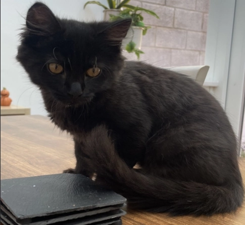 Hugo - Dan Y Bryn, Abergavenny