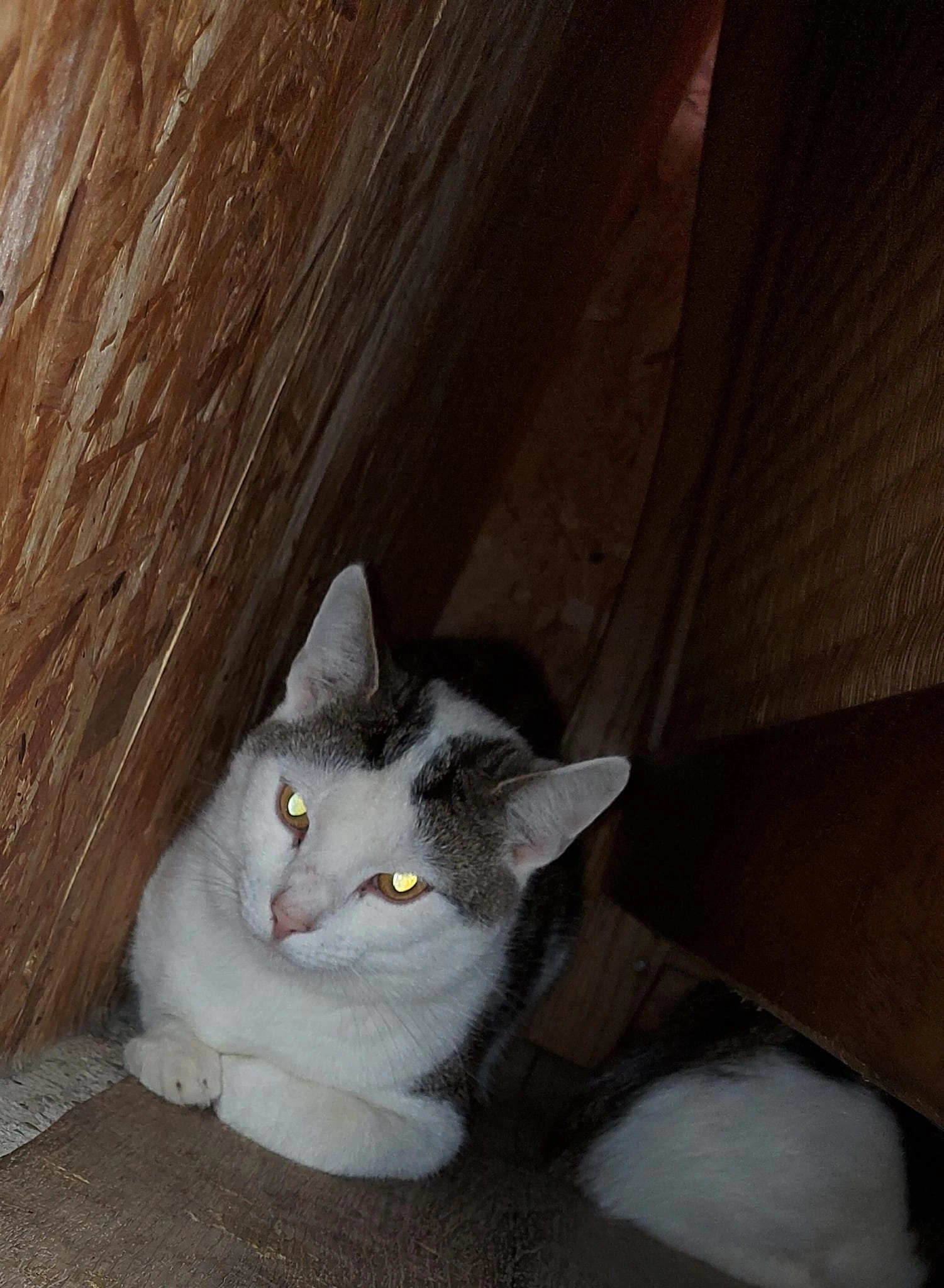 Pingu - Bernhardstraat, Molenaarsgraaf