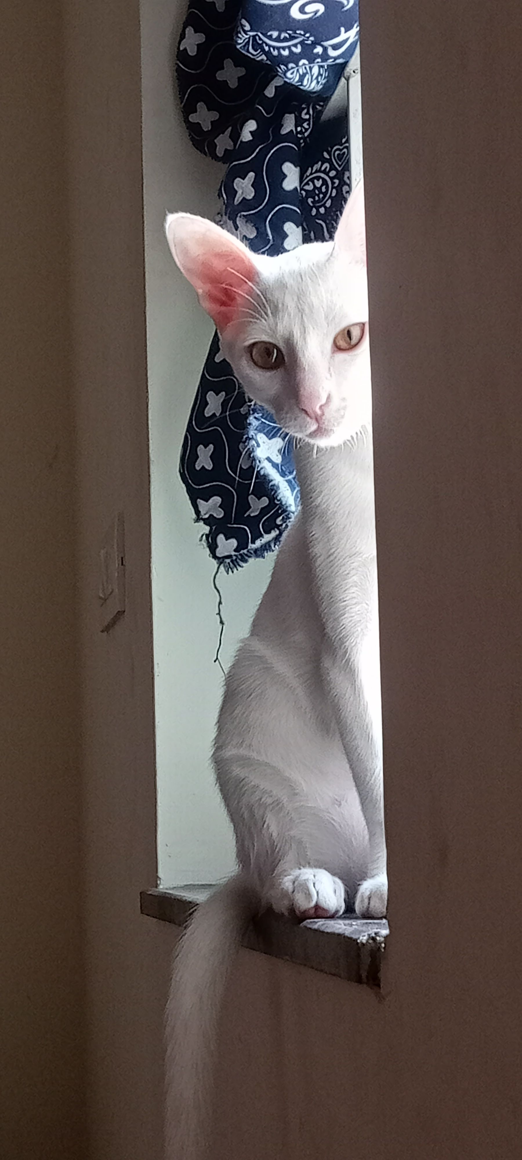 Simran (simmu) - Sai Nilayam, Ameenpur