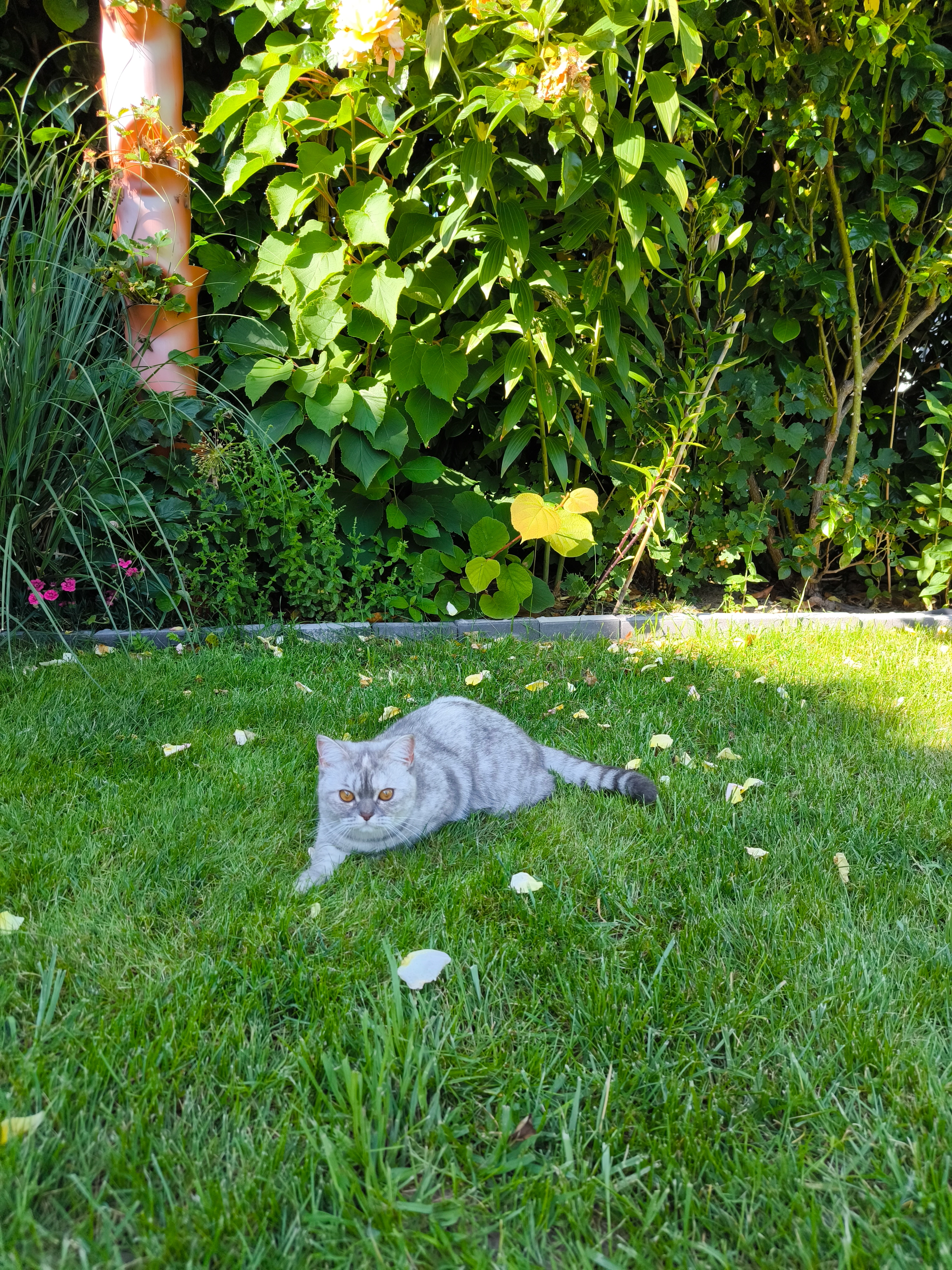 Thora - Pirolstraße, Buxtehude